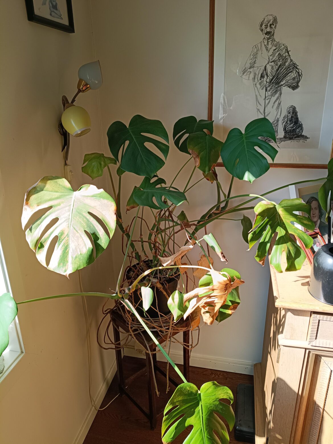 Droopy Monstera with browning of leaves Droopy Monstera with browning of leaves