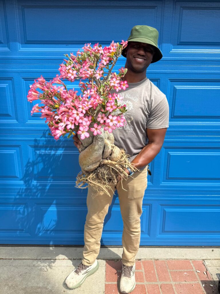 Bareroot Bloomin