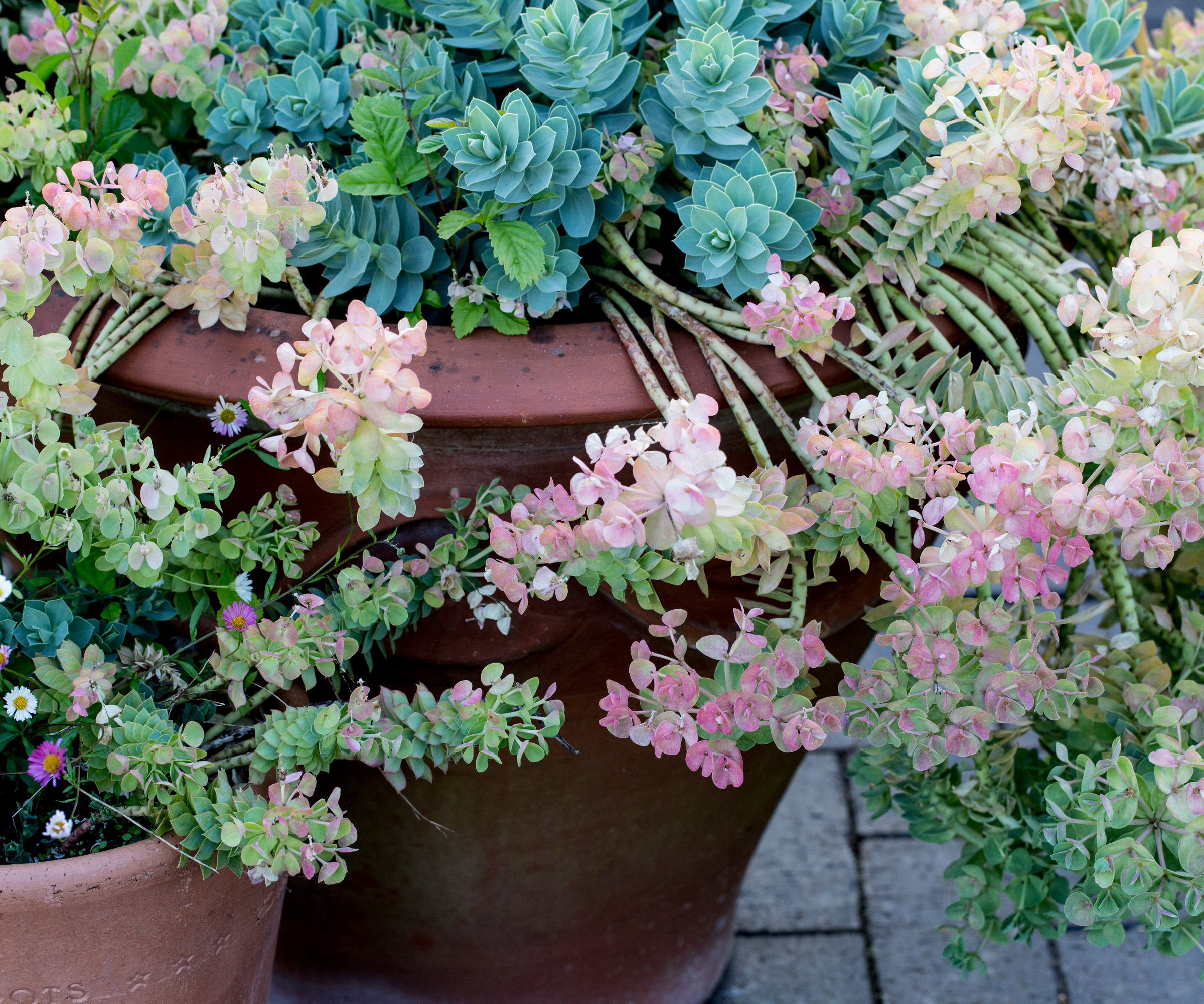 terracotta pots filled with sedum