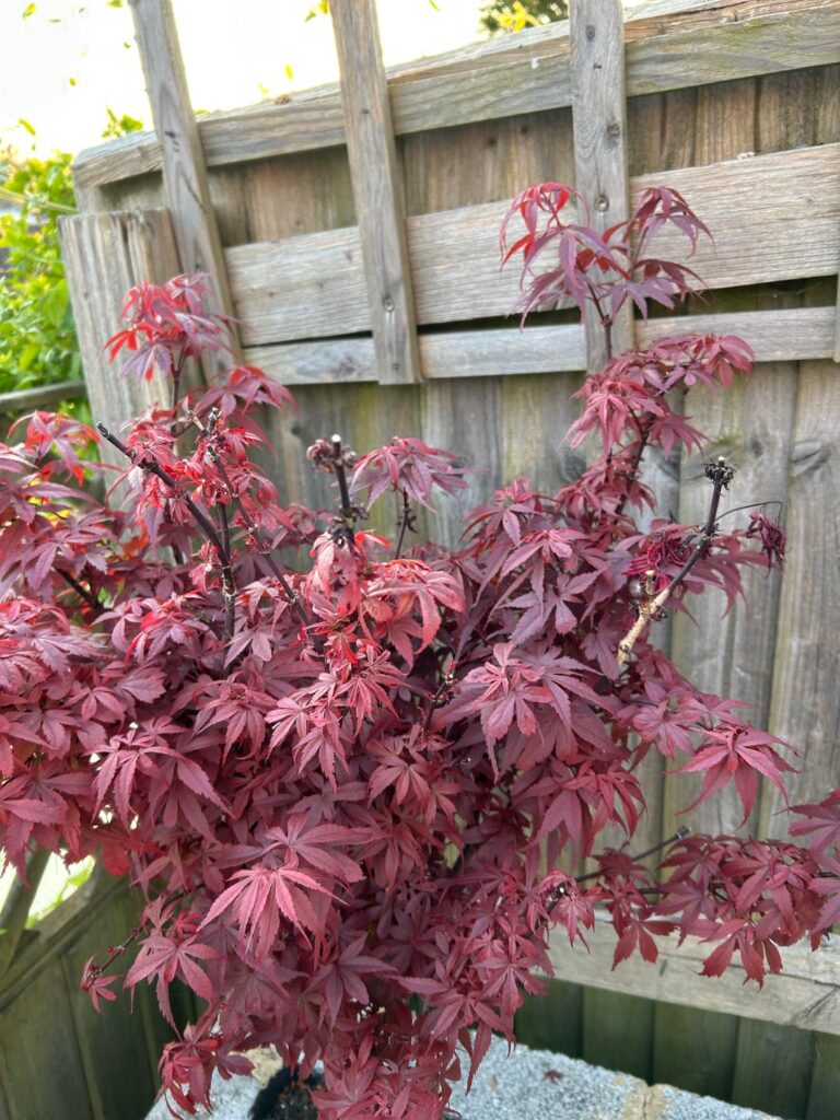Is my Acer dying off?