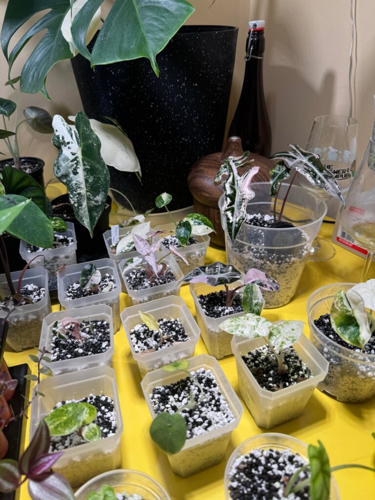 Tissue culture update!
