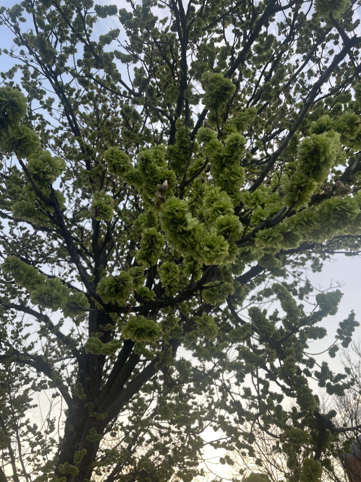 Does anyone know the name of this tree species? Found this beautiful tree in Brooklyn, New York