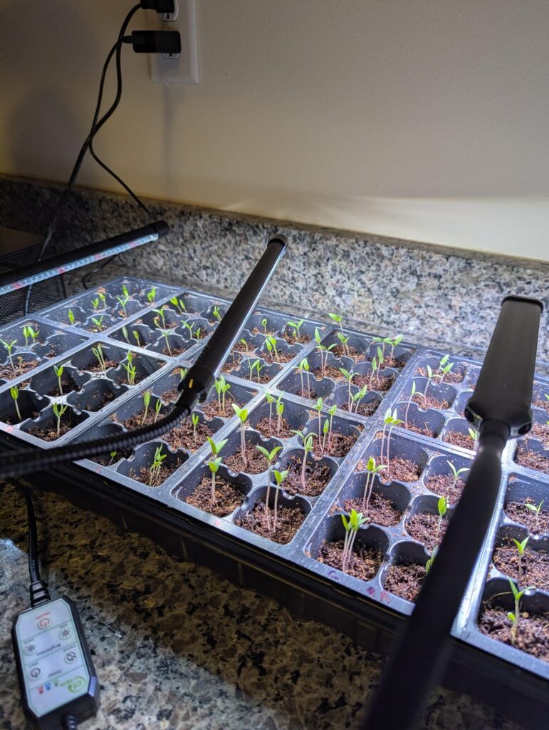 First time growing tomatoes, advice needed please