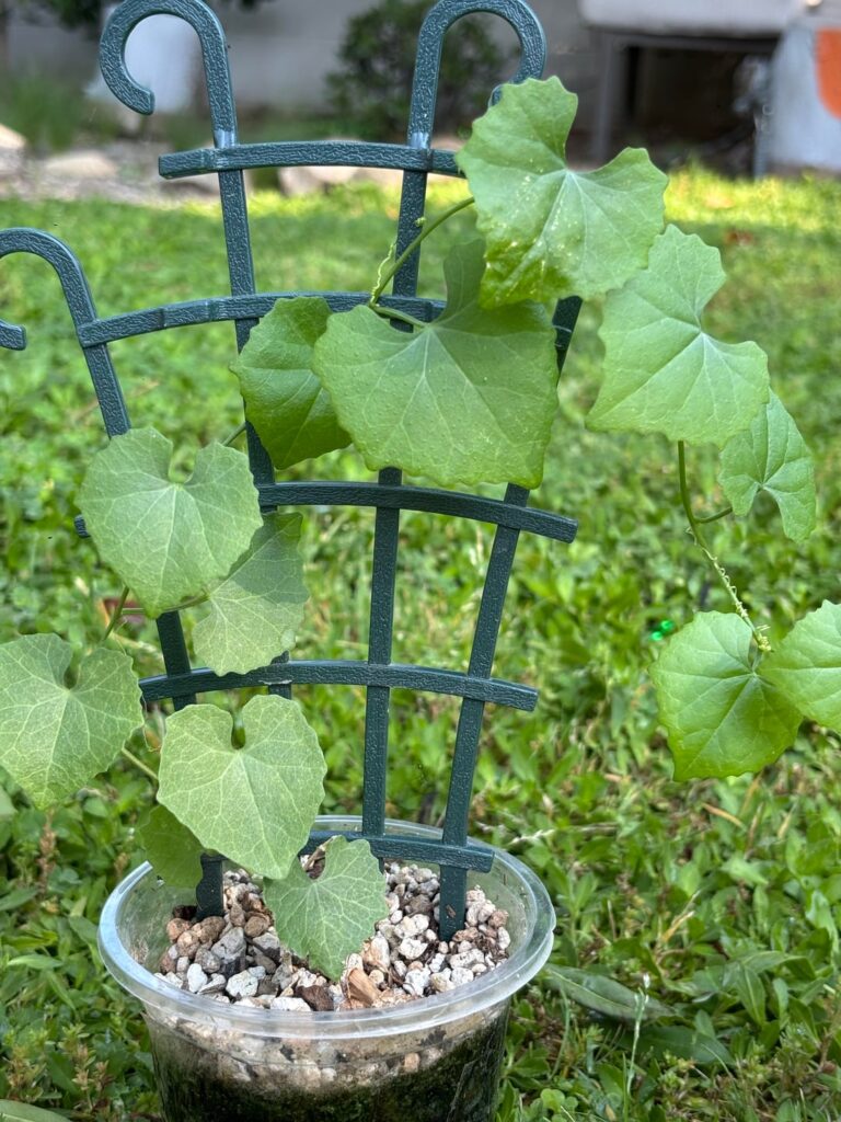 Two Ibervillea seedlings – lindheimeri & v. tenuisecta Two Ibervillea seedlings - lindheimeri & v. tenuisecta