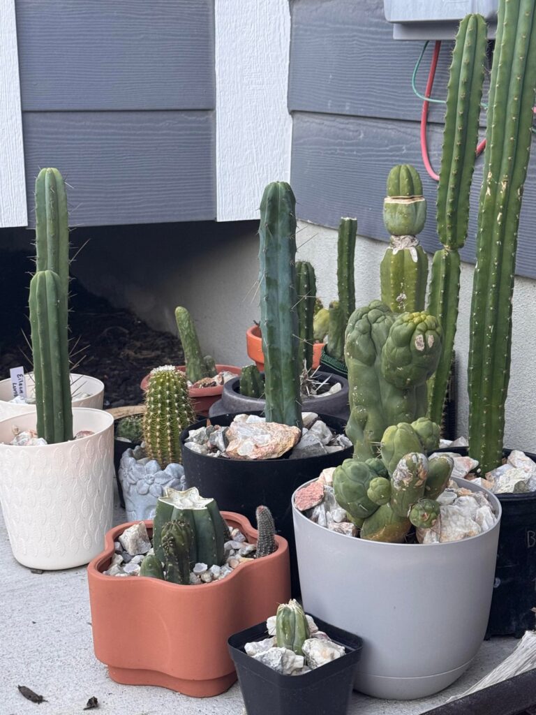Getting a collection