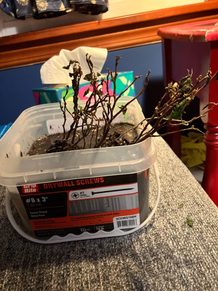 Neglected blueberries- experiment