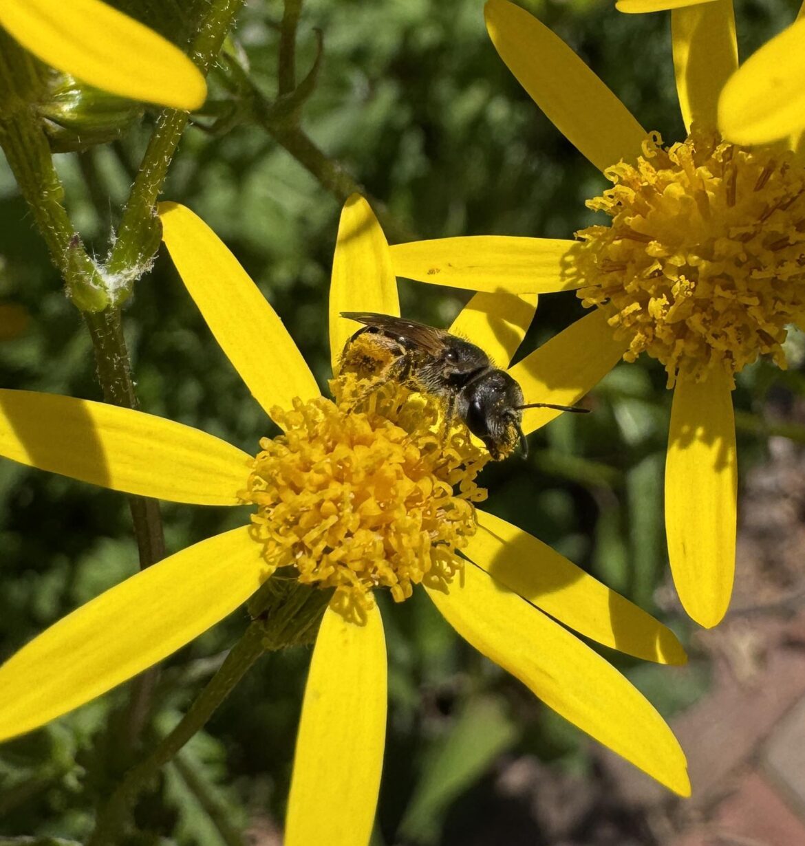 Pollination Proof - Golden Ragwort