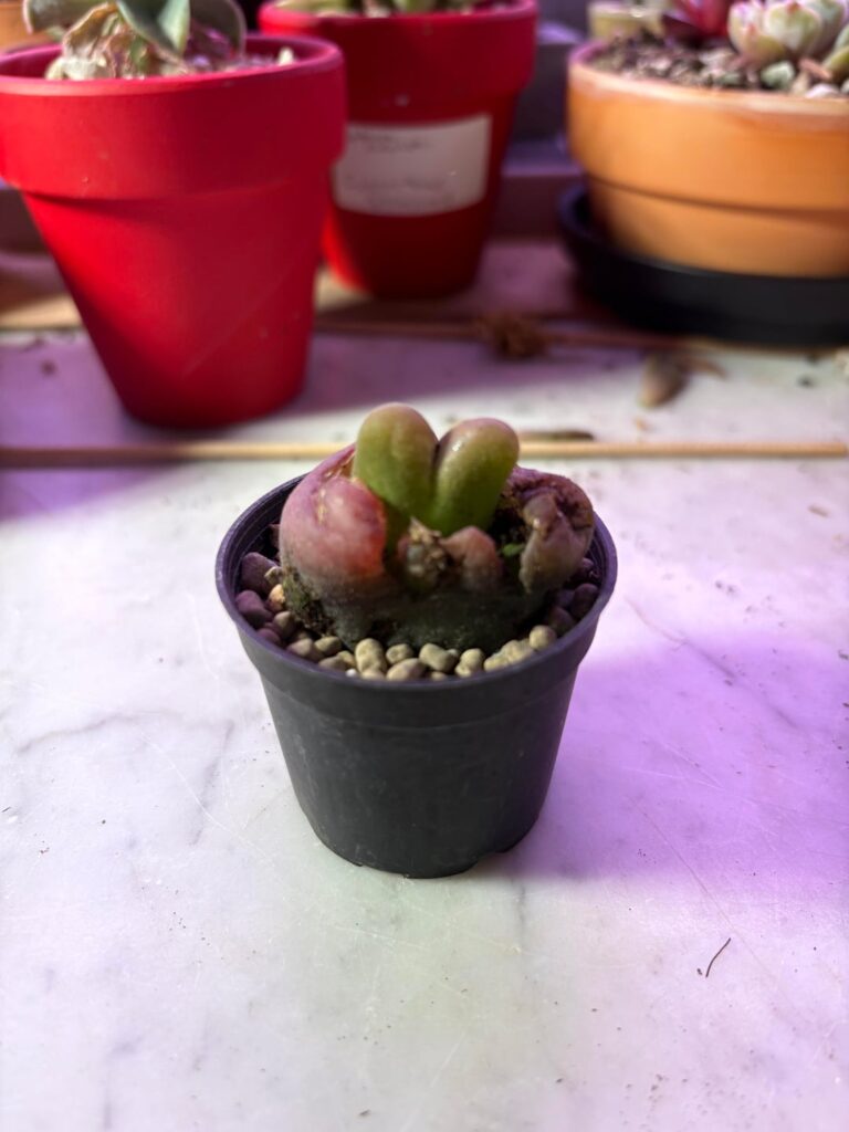 I got my first conophytum !