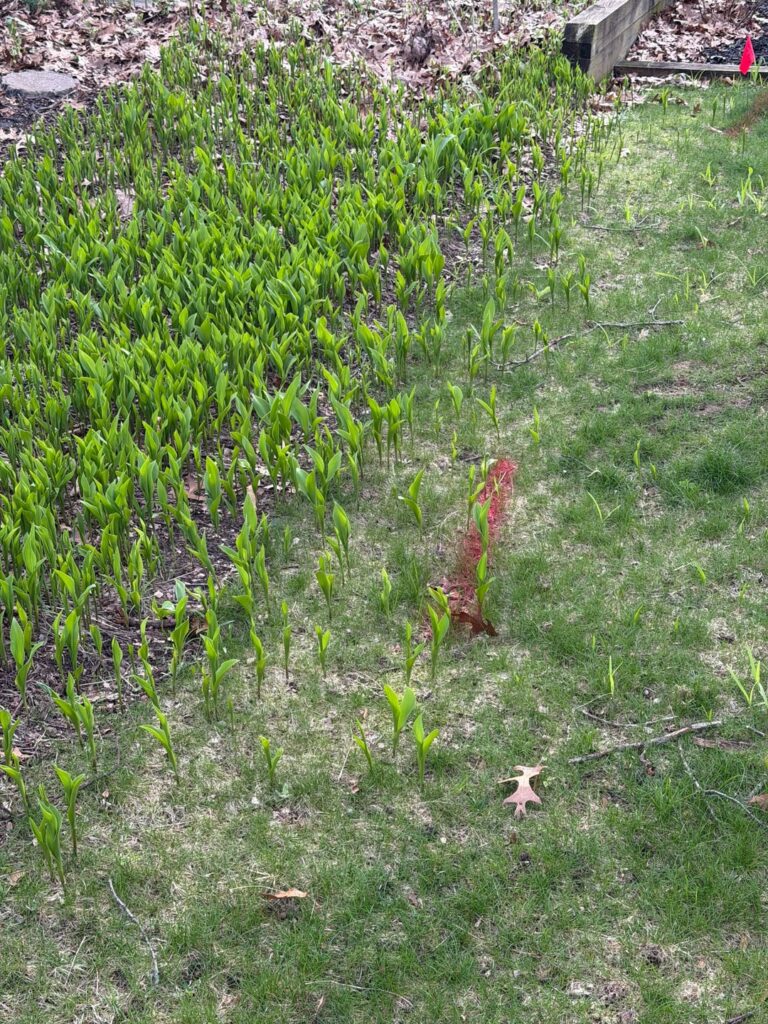 I need help identifying this plant and not let it take over my lawn