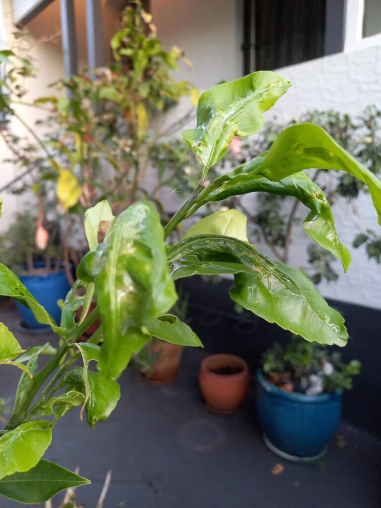 What’s happening to my grafted citrus tree?