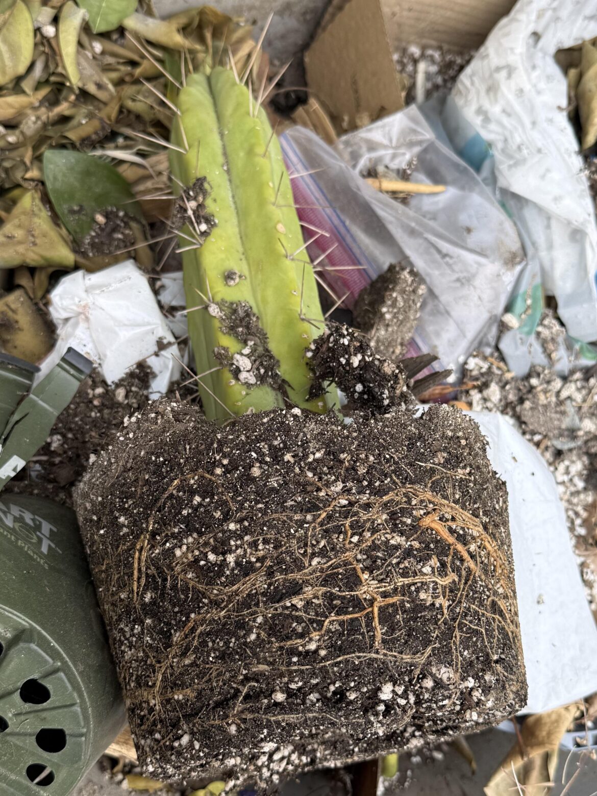 Spent all its time making roots 😅