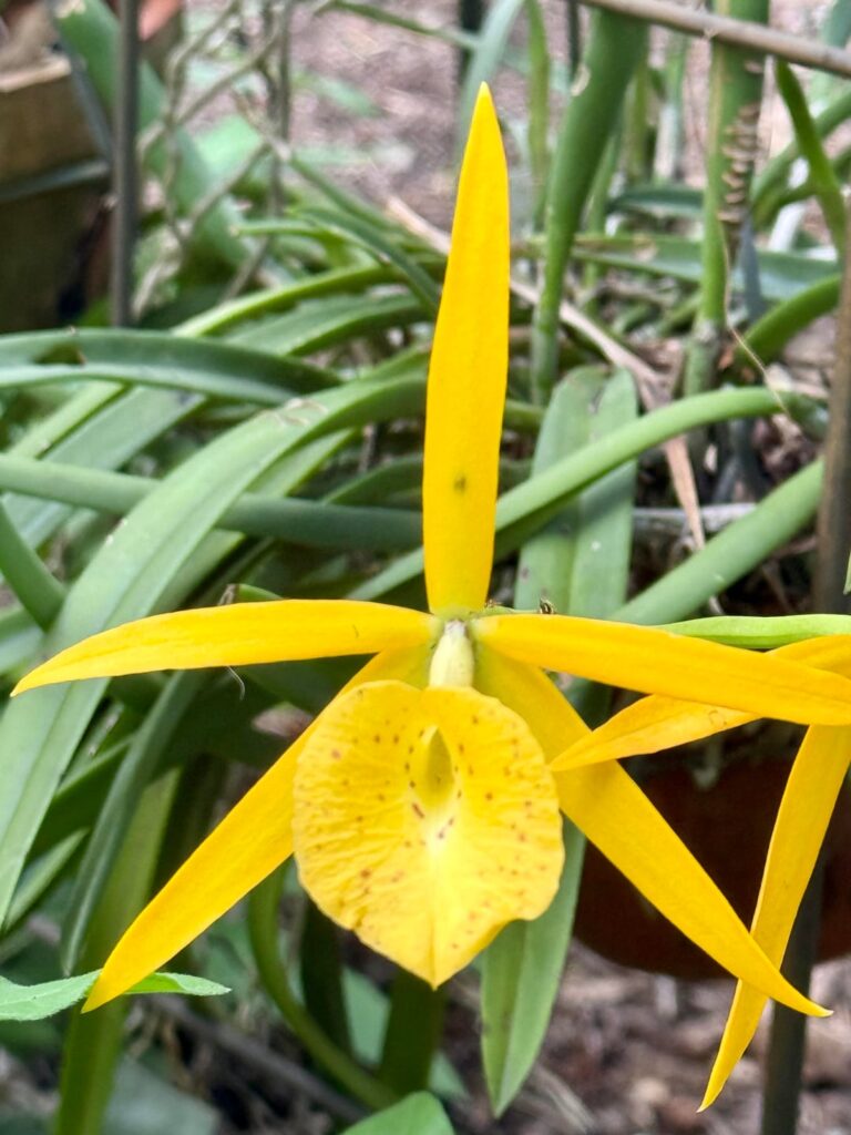 Brassocattleya Yellow Bird