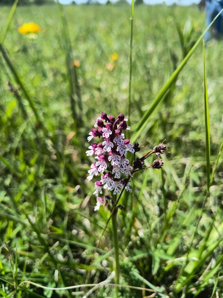 Five different species of wild orchids from Udine, Italy