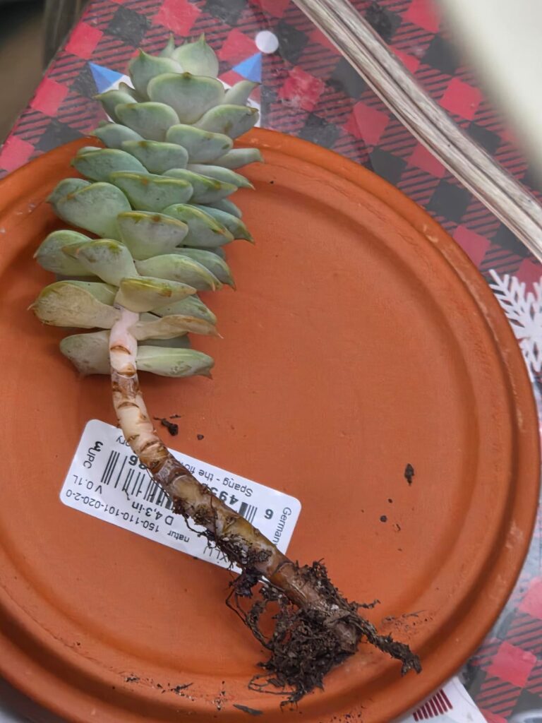 Advice Please: Does this look like rot?