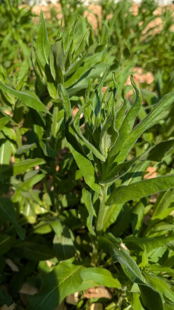 Identification