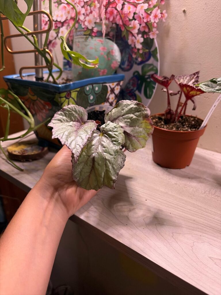 First time Begonia Owner First time Begonia Owner