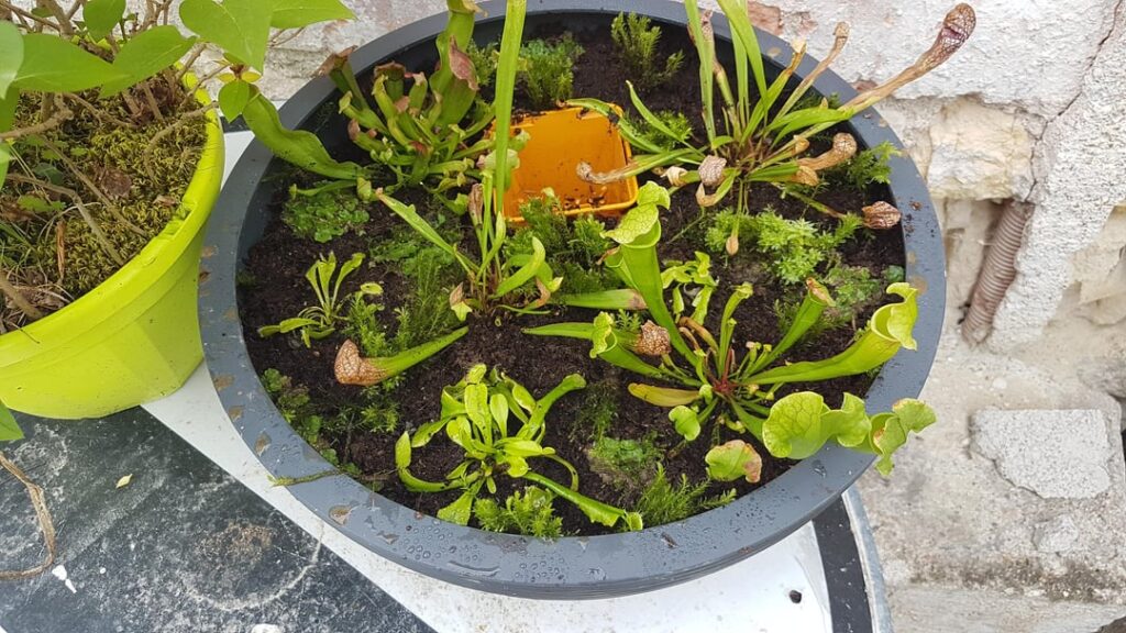 The beginning of my bog journey