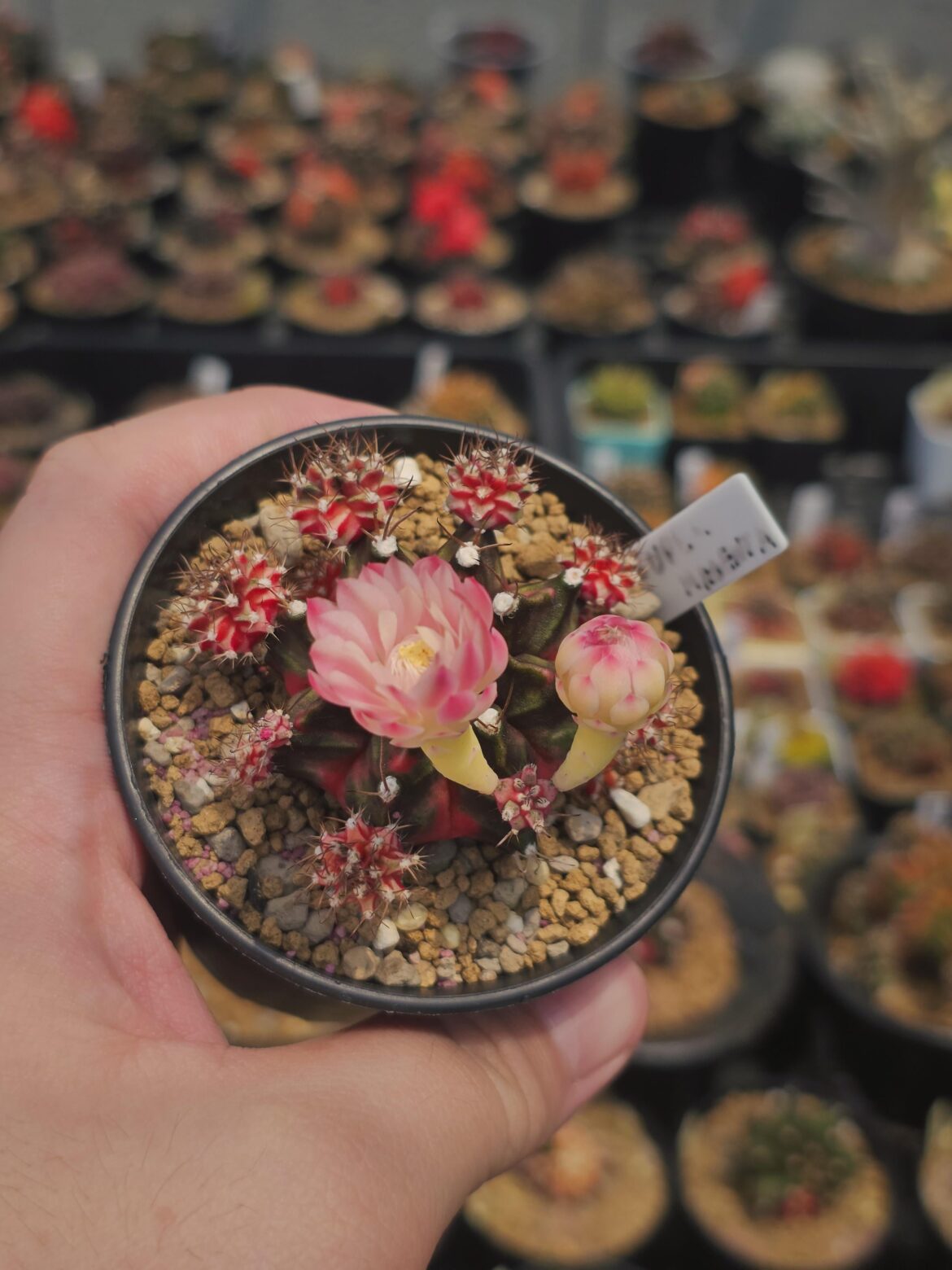 Flower from tiny pup