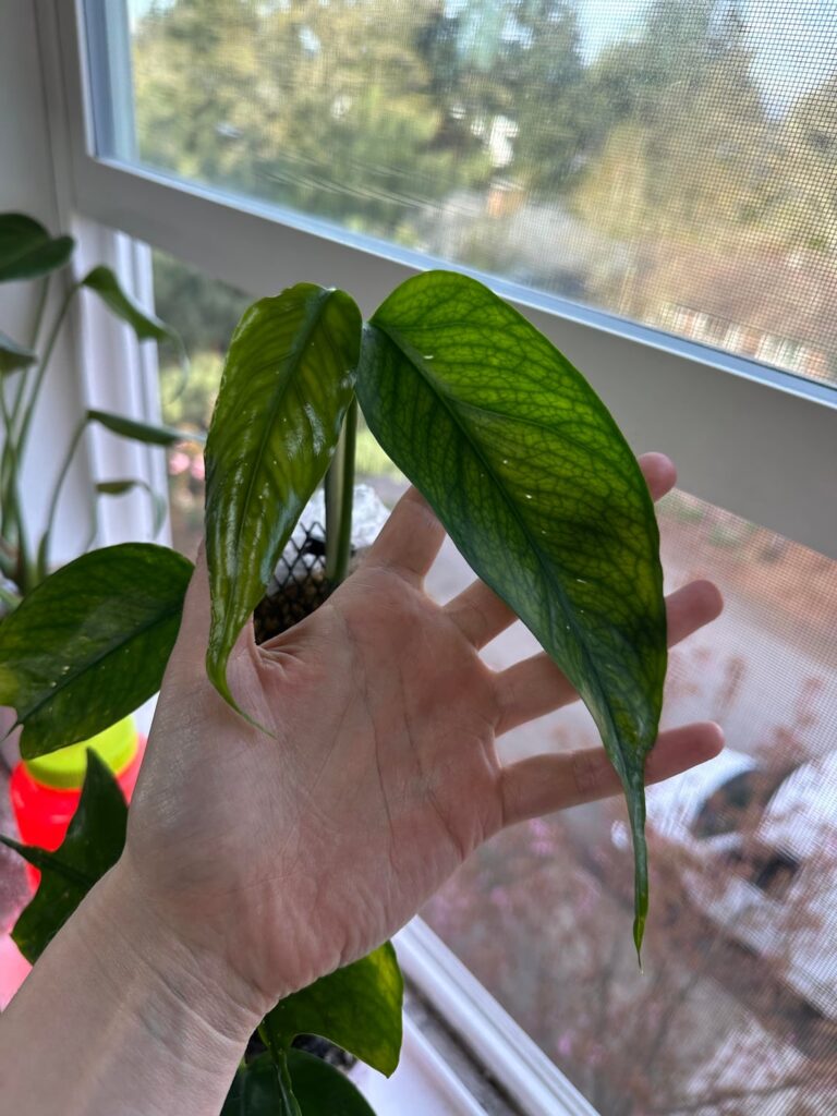 Skeleton key pothos is reverting to immature form after adding a moss pole? Skeleton key pothos is reverting to immature form after adding a moss pole?