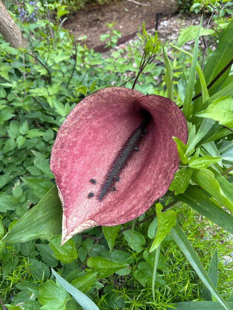 Dead Horse Lily