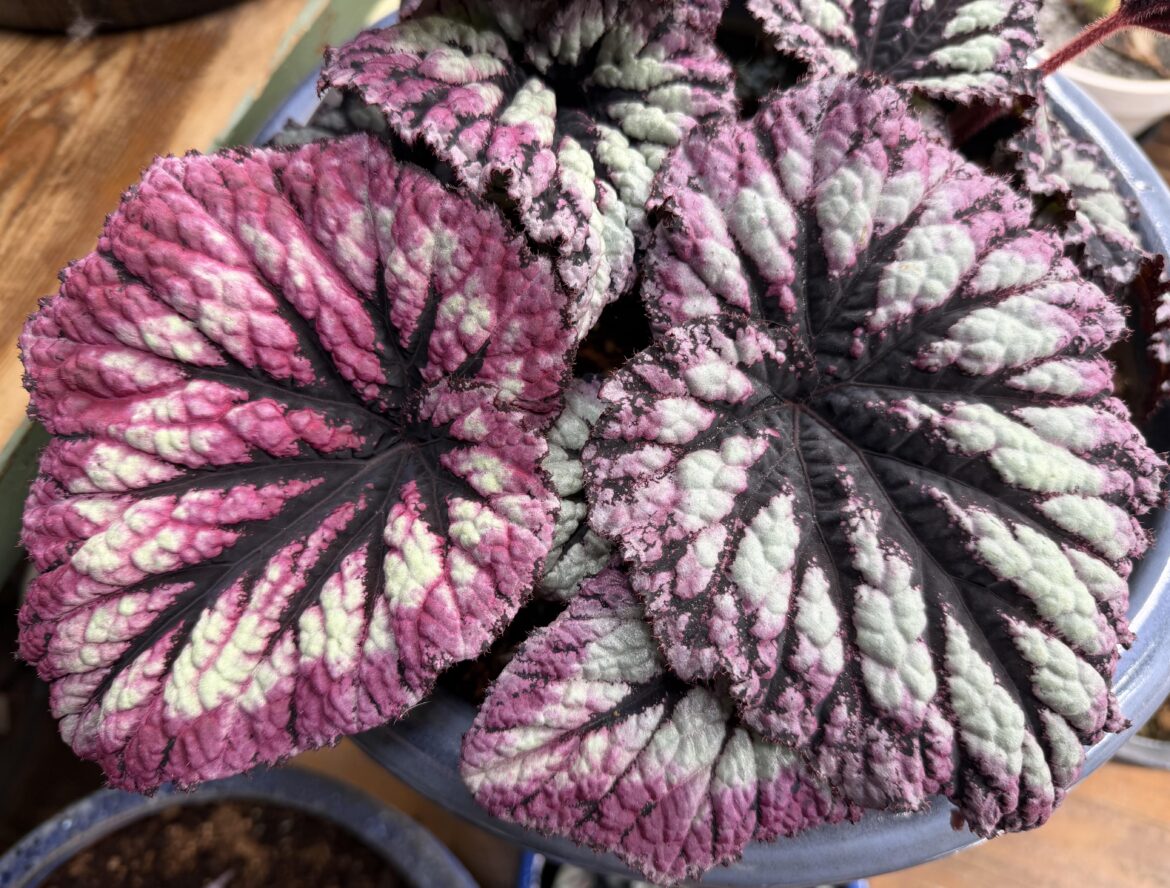 Begonia 'Fireworks'