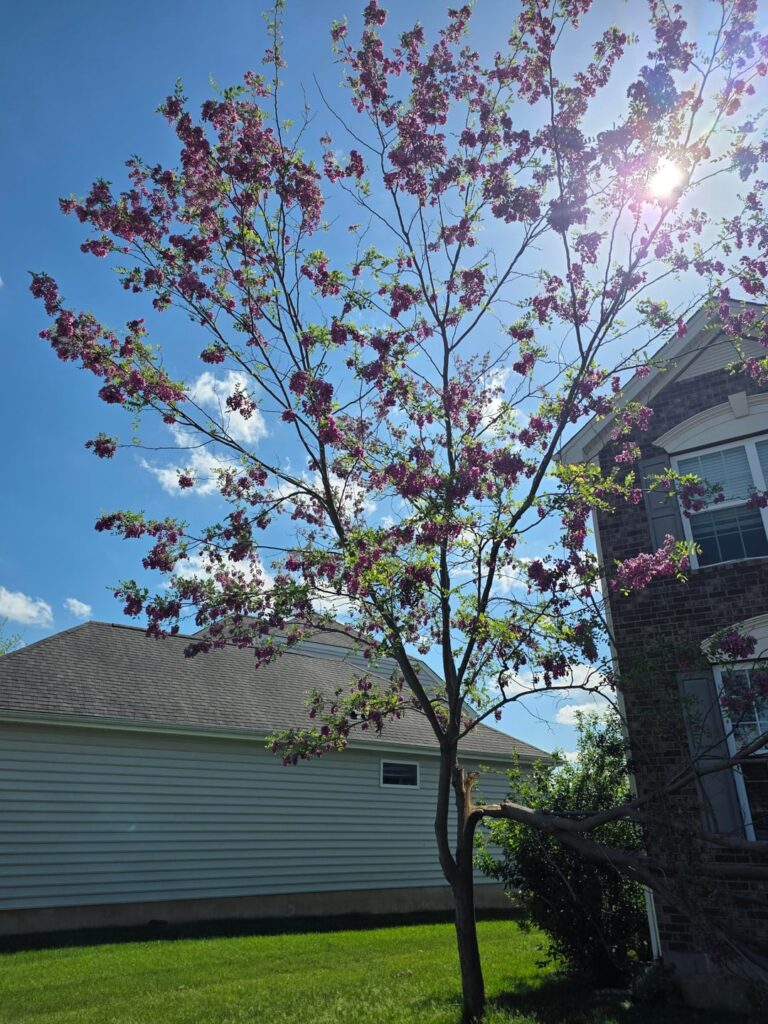 My poor purple locust tree :(