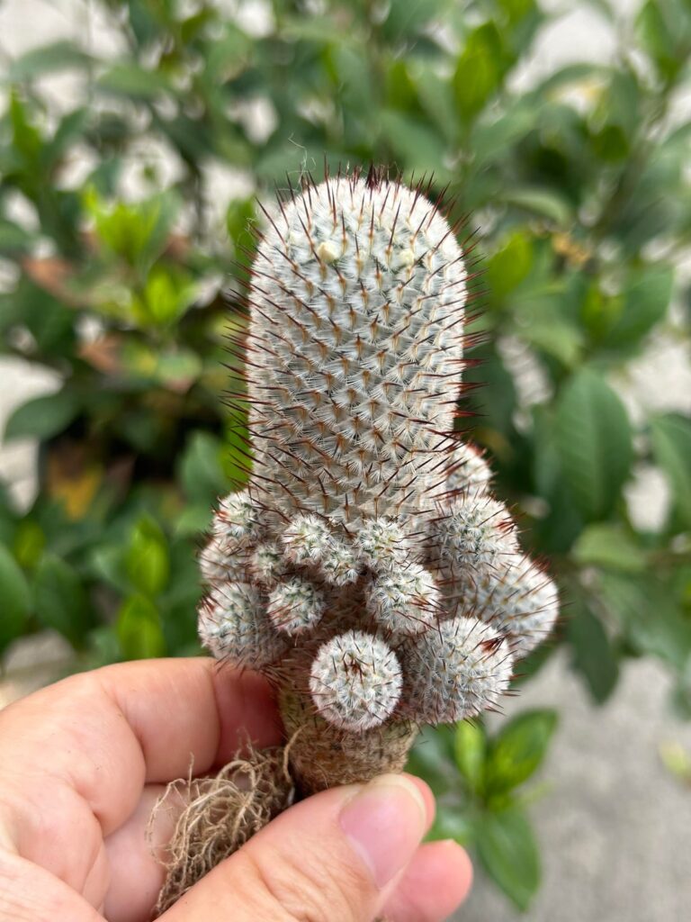 It has many babies