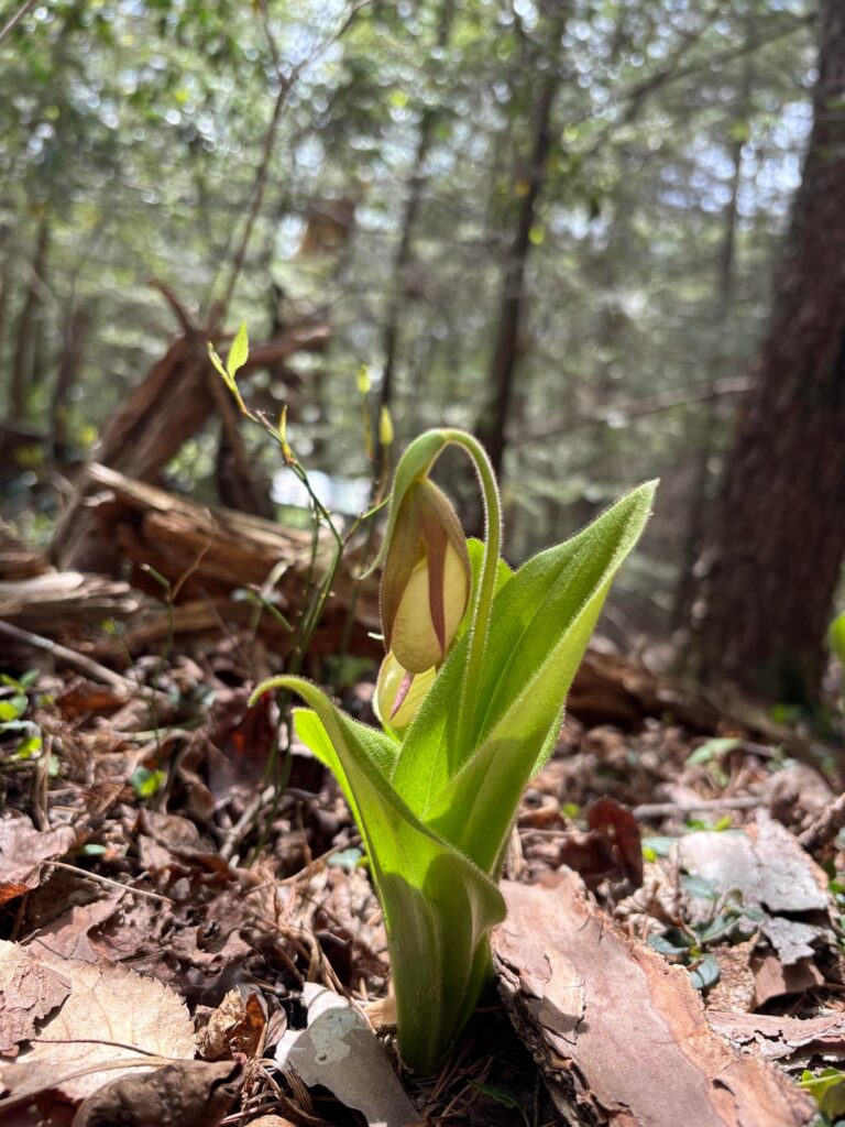 pink lady slippers