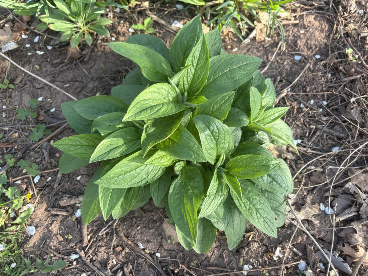 Image if people planted these instead of hostas