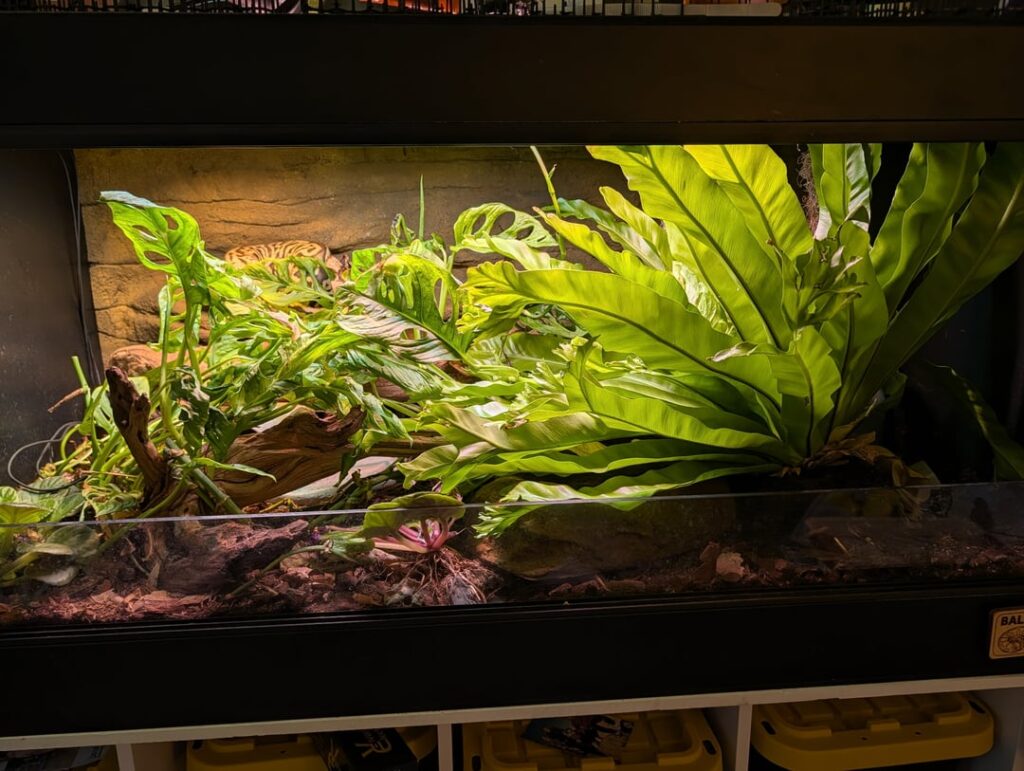 Ball Python 4x2x2
