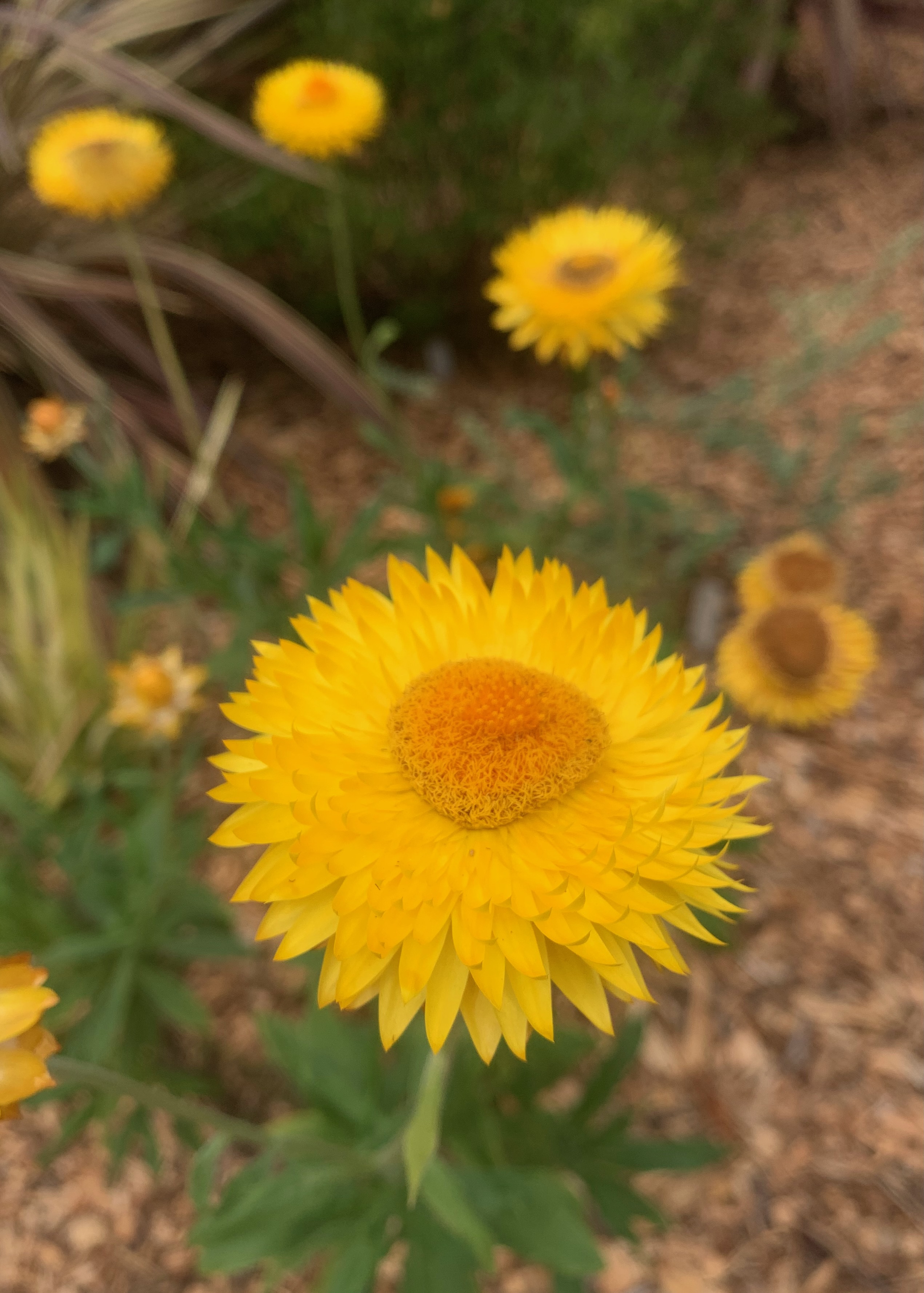 Golden everlasting daisy or strawflower (Xerochrysum bracteatum). The plant has...