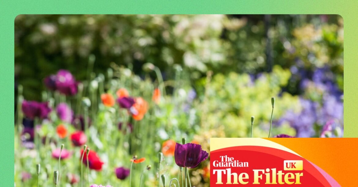 Sow, grow, don’t mow: 15 ways to get your garden ready for spring and summer | Gardens Sow, grow, don’t mow: 15 ways to get your garden ready for spring and summer | Gardens