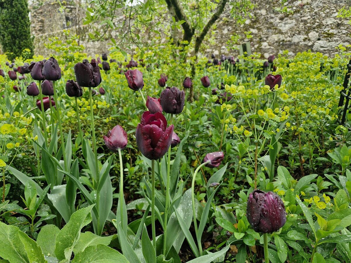Tulips growing amongst Euphorbia amygloides var robbiae with its acid green flowers in spring.