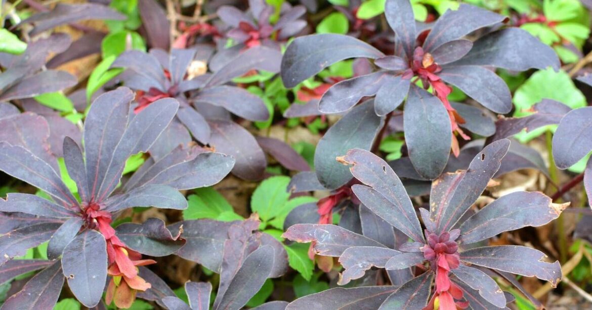 the reliable, adaptable plant for every garden the reliable, adaptable plant for every garden