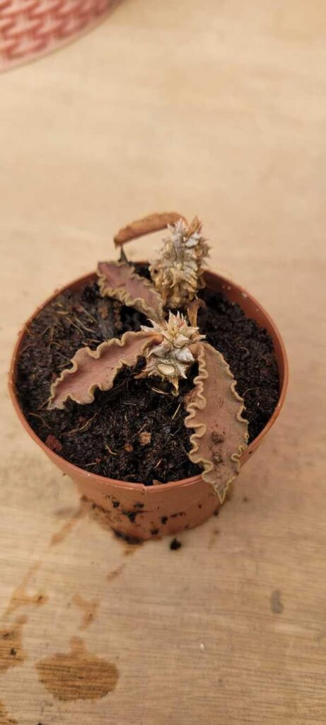 Is it dead and how to tell?