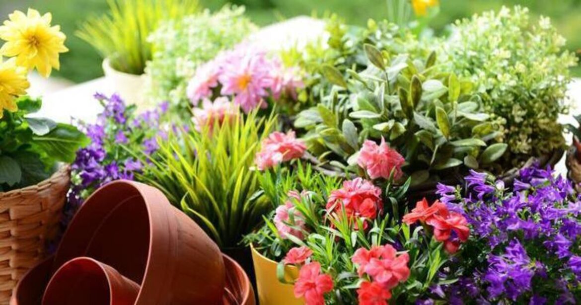 Garden Digest: Events to help you boost the room outside Garden Digest: Events to help you boost the room outside
