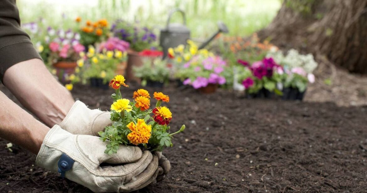 Garden Digest: Events to help you to enjoy your green spaces  