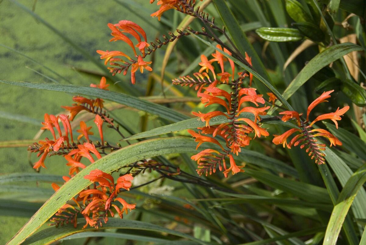 Montbretia. 