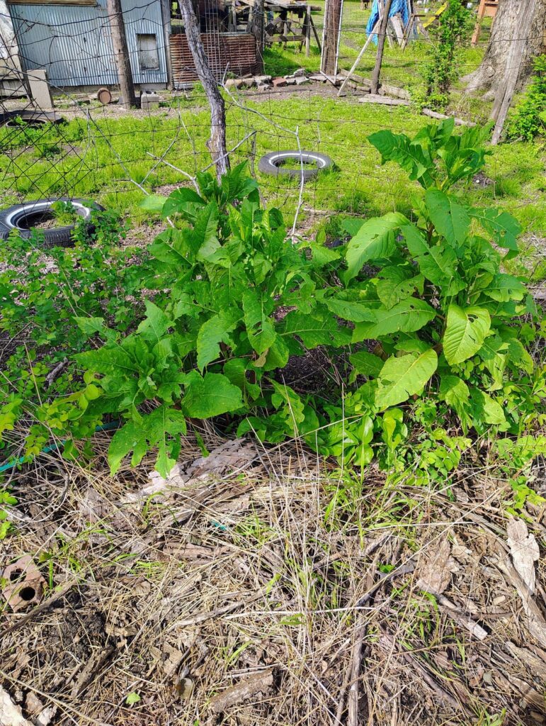 Unknown root plant at Grandparents place Unknown root plant at Grandparents place