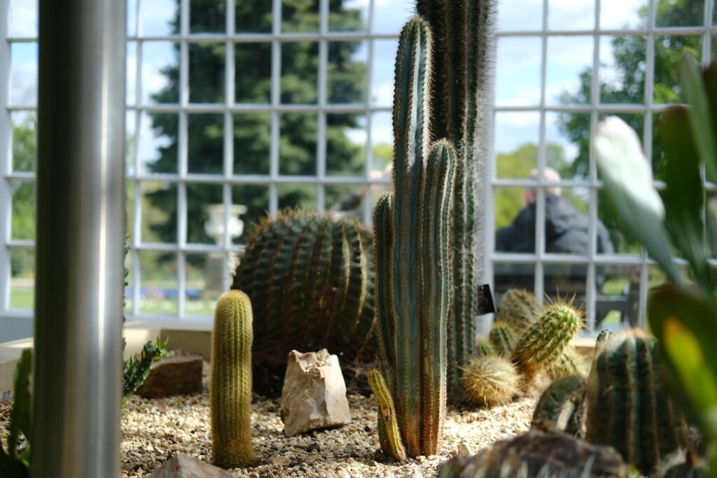 Cactus @ Sheffield Botanical Gardens