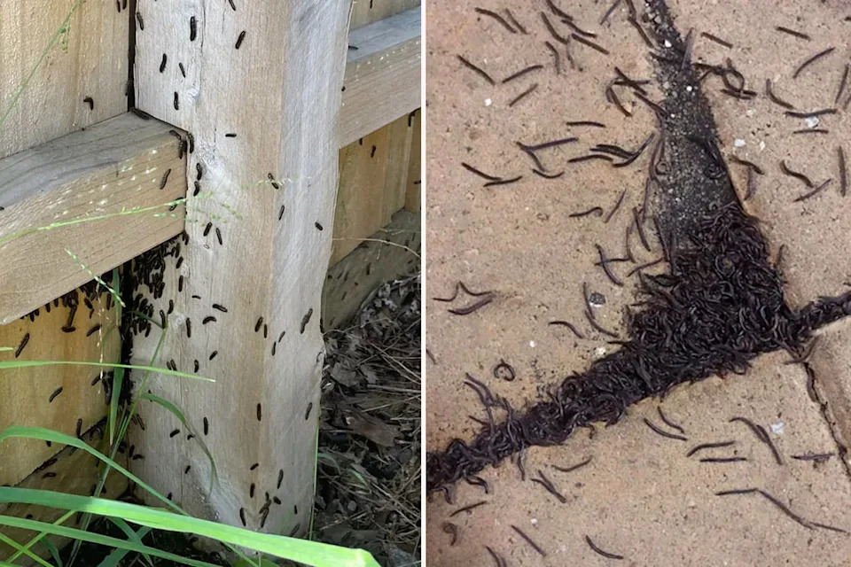 Left: Portuguese millipedes on back fence in melbourne backyard. Right: Portuguese millipedes on pavement in Melbourne backyard.