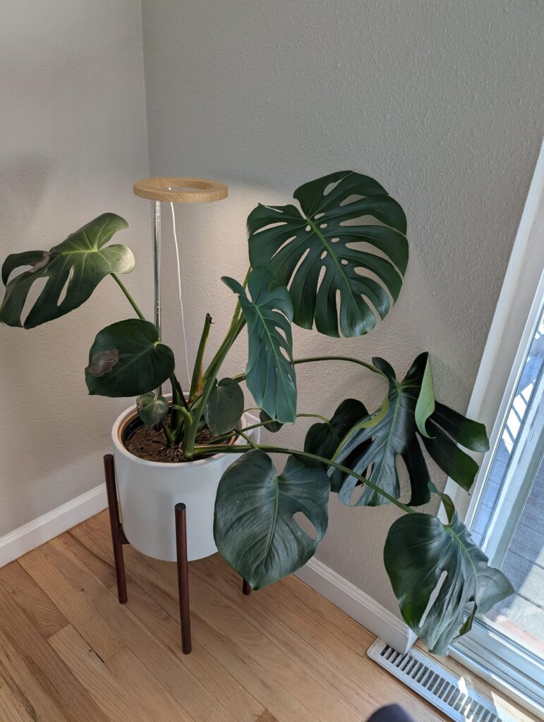 Feedback to help my plant!
