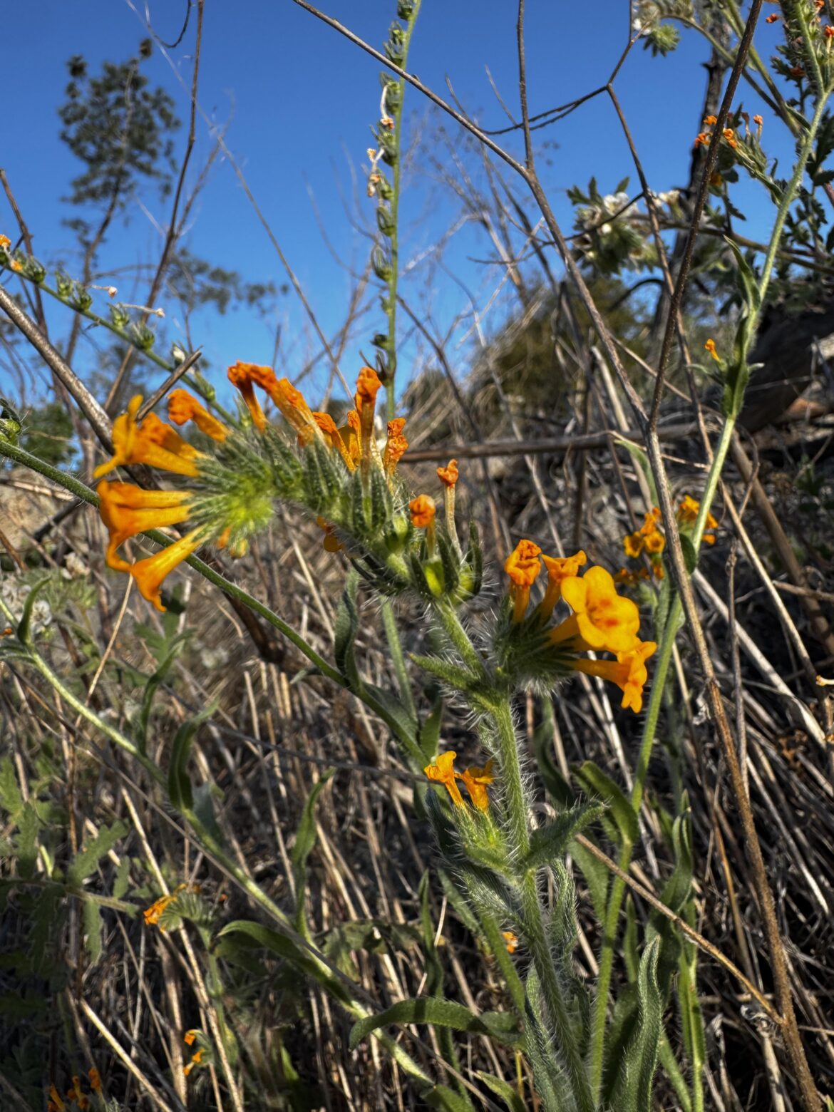 Pollen Collection Methods for Research – Need Advice for Smaller Flowers Pollen Collection Methods for Research - Need Advice for Smaller Flowers