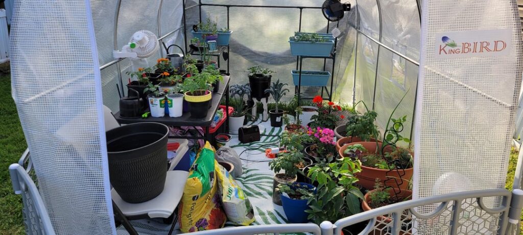 New greenhouse size upgrade:)