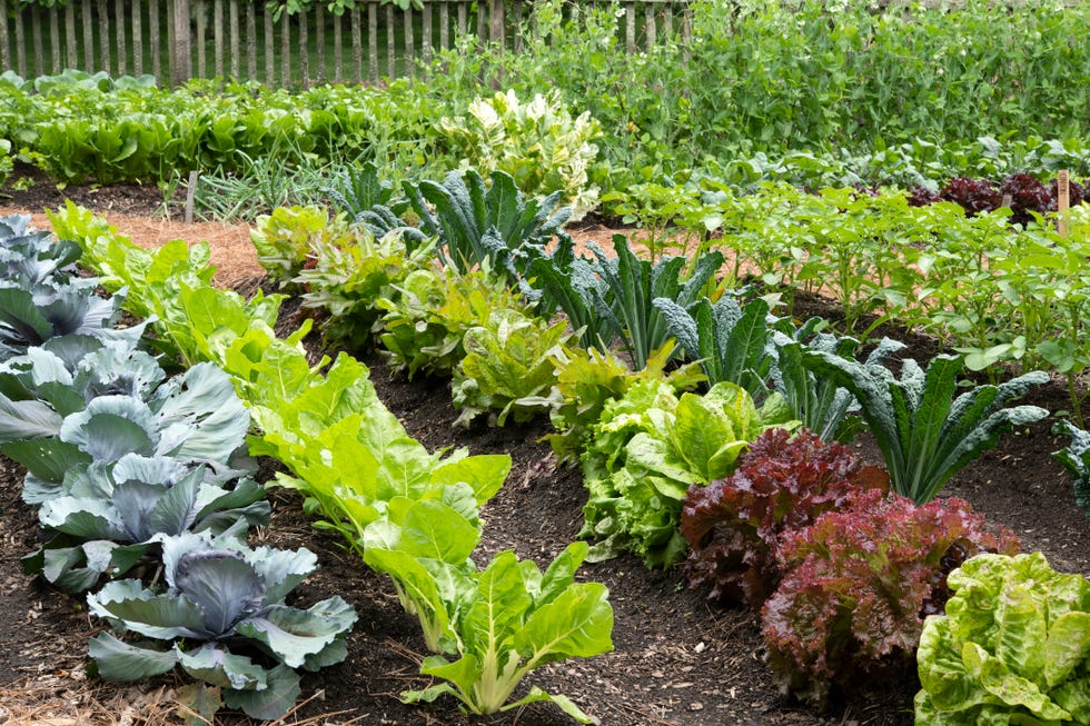 Vegetable garden Vegetable garden