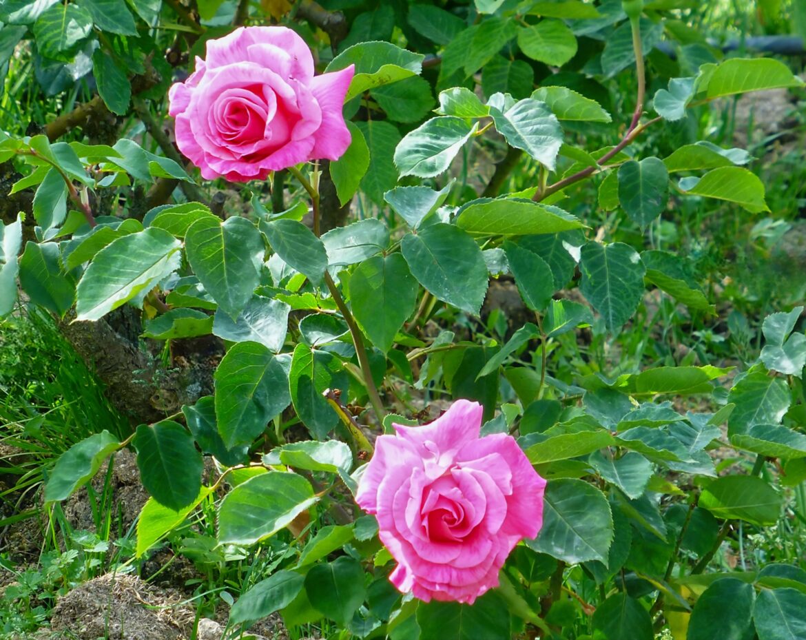 Rosal(Rosa spp)[OC]