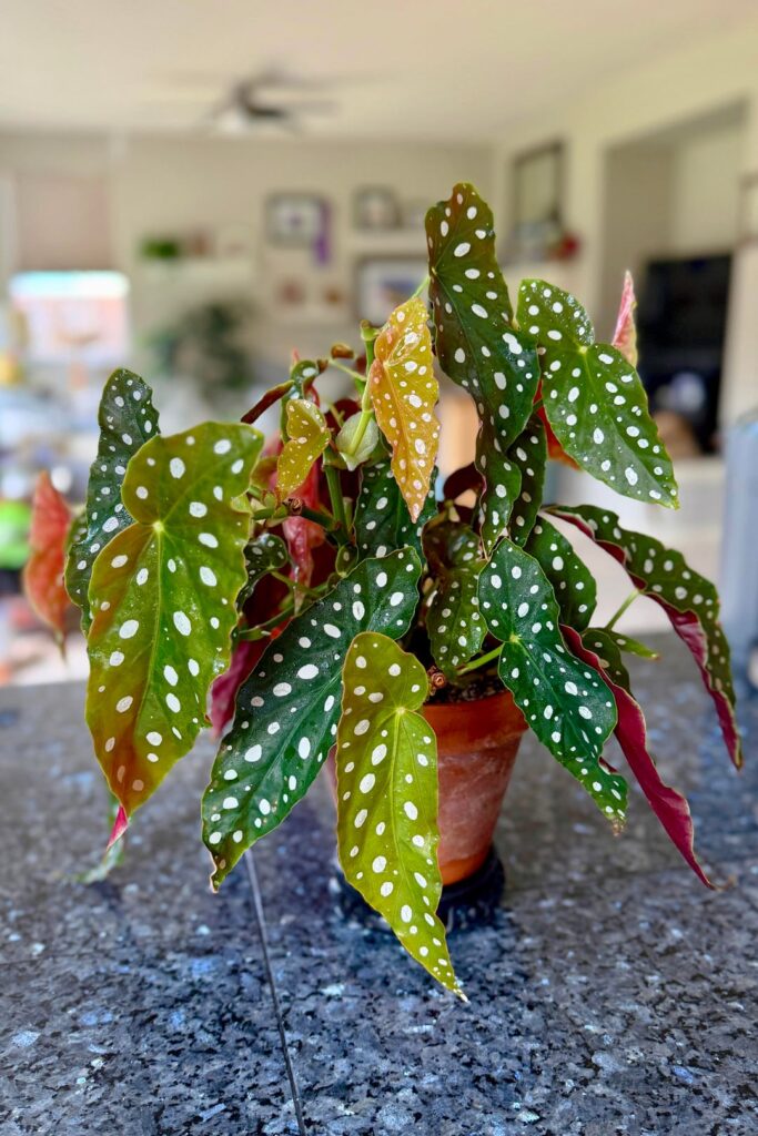 My one year old Maculata grown from a prop lift