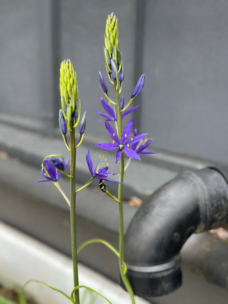What flower is this?