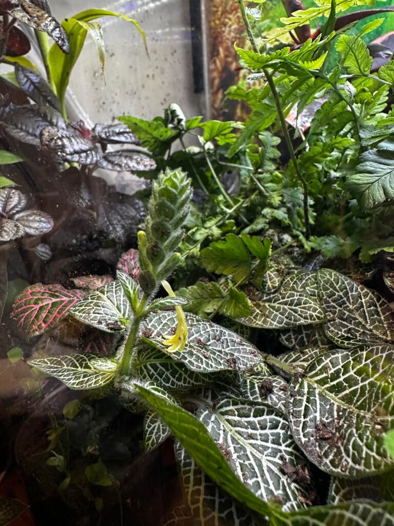 Nerve plant in bloom