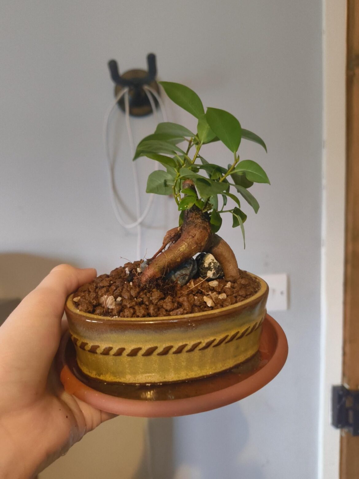 new bonsai